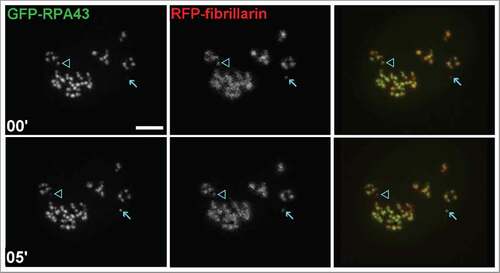 Figure 1. HEP2 cells transfected with GFP-RPA43 (green) and RFP-fibrillarin (red). One unit (arrow) had very weak pol I signal, at the beginning of observation, but after 5 minutes it was restored. In contrast, another unit (arrowhead) originally had pol I signal, but lost it after 5 min (compare top left and bottom left images). Both marked units preserved their fibrillarin signals (top middle and bottom middle images). Scale bar: 3 µm