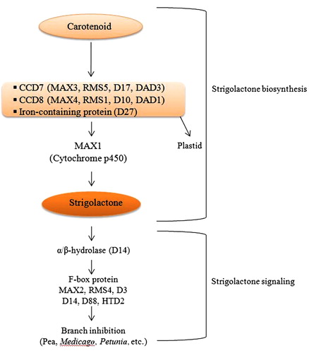 Figure 2. Biosynthetic pathway of strigolactone biosynthesis. Biosynthesis of strigolactone and its related molecules involved in mycorrhizal symbiosis signaling event starts from the carotenoid molecule of plant. Different genes involved in this process are indicated in figure. Study shows that loss of function mutant of different genes involved in biosynthetic process fails to synthesize SL molecule properly and resulted in abnormal/altered or no mycorrhizal symbiosis.