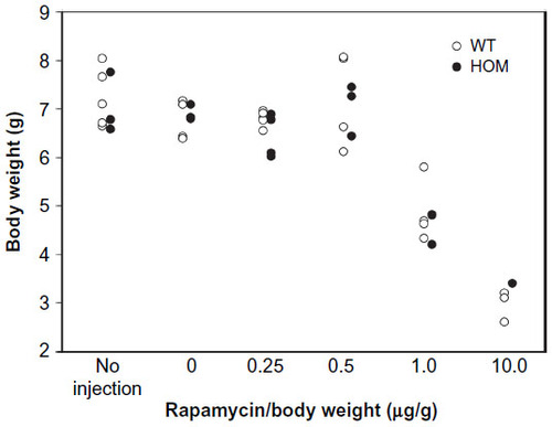 Figure 4 Body weights of WT and HOM mice as a function of rapamycin concentration.