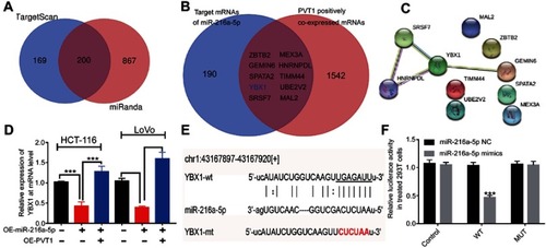 Figure 6 YBX1 might be the key target of PVT1/miR-216a-5p axis in CRC. (A) Predicted target genes of miR-216a-5p from TargetScan and miRanda databases, with 200 common predicted targets. (B) Venn diagram representing the potential 10 target genes, regulated by both PVT1 and miR-216a-5p. (C) Protein–protein interaction networks of the 10 target genes regulated by PVT1/miR-216a-5p axis using STRING database. (D) RT-qPCR data showing the relative expression of YBX1 mRNA in miR-216a-5p and/or PVT1 upregulated CRC cells. (E) Illustration showing the predicted sequence of the miR-216a-5p binding site on 3ʹUTR of YBX1 mRNA. Sequence of the mutated binding site in YBX1 is also represented. (F) The relative luciferase activity pmirGLO-YBX1-WT or pmirGLO-YBX1-MUT 293T cells, upon transfection with miR-216a-5p mimics or negative control (miR-216a-5p NC). ***P<0.001.