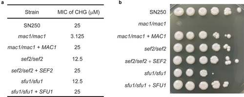 Figure 3. Effect of CHG on MAC1, SEF2, and SFU1 deletion mutants in C. albicans. a. sensitivity of different strains to CHG by MIC assay. C. albicans cells were treated with twofold serial dilutions of CHG. The lowest concentration of CHG that prevents visible growth of C. albicans was noted after 24 h of incubation at 37°C. b. growth phenotype of different strains. C. albicans cells were tenfold serial diluted with concentrations ranging from 1 × 103 to 1 × 108 CFU/mL (left to right in each panel), and 2 μL of each dilution were spotted onto YPD +25 μM CHG plates. All growth was observed after three days of incubation at 37°C. The control strain (WT) was SN250.