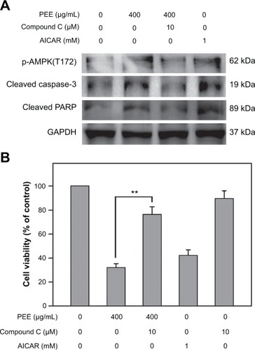 Figure 5 PEE-induced AMPK activation regulated apoptosis and viability in 143B cells. After pretreatment with compound C (10 μM), cells were treated PEE (400 μg/mL) or AICAR (1 mM) for 24 hours. (A) p-AMPK(T172), cleaved caspase-3 and cleaved PARP was determined by immunoblotting. (B) Cell viability was determined by the MTT assay.
