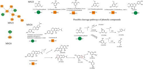 Figure 11. Structure of the MN23–MN24 constituents and the possible fragmentation pathway of representative constituents.