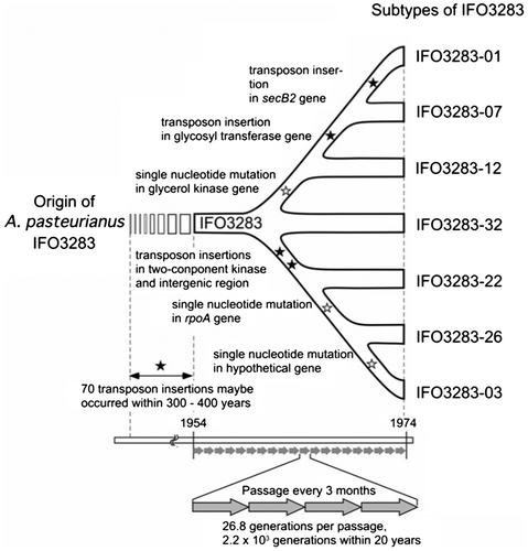 Fig. 2. Divergency of A. pasteurianus IFO 3283 (NBRC 3283) for 20 years.