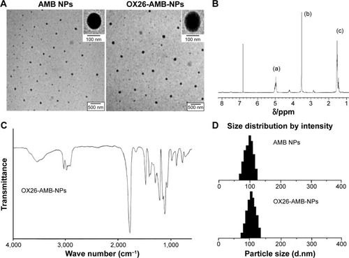 Figure 3 Characterization of PLA–PEG copolymer.Notes: (A) TEM images of AMB NPs and OX26-AMB-NPs. (B) 1H NMR spectrum of PLA–PEG (500 MHz, CDCl3). The characteristic peaks of PLA ([a] CH:5.2 ppm and [c] CH3:1.6 ppm) and PEG ([b] CH2:3.6 ppm). (C) FTIR spectrum of PLA–PEG. Approximately 0.20 mg of the dry sample was mixed with IR-grade KBr (0.12 g) and pressed (10 ton) into tablet form. (D) DLS analysis of OX26-AMB-NPs and AMB NPs in water (0.020 mg/mL).Abbreviations: AMB, amphotericin B; DLS, dynamic light scattering; FTIR, Fourier transform infrared spectroscopy; 1H NMR, proton nuclear magnetic resonance; IR, infrared; NP, nanoparticle; OX26, TfR monoclonal antibody of rats; PEG, polyethylene glycol; PLA, poly(lactic acid); TEM, transmission electron microscope; TfR, transferrin receptor.
