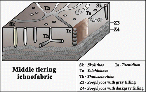 Figure 12. The composition and occurrence characteristics of ichnofossils in the medium tiering ichnofabric.