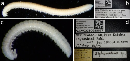 Figure 19. Siphonethus sp. (a & b) NZAC03038956. (a) Habitus, lateral. (b) Label. (c & d) NZAC3038957. (c) Habitus, lateral. (d) Label.