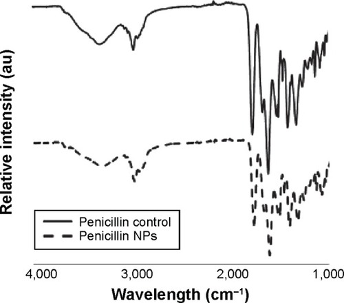 Figure 3 Comparison of FTIR spectra of Penicillin before and after ultrasonic radiation.Notes: FTIR spectrum of bulk Penicillin (solid line) and 5-minute ultrasonicated Penicillin (dashed line). The spectra show no change in the chemical structure of Penicillin upon 5-minute ultrasonic irradiation.Abbreviations: FTIR, Fourier transform infrared spectroscopy; NPs, nanoparticles.