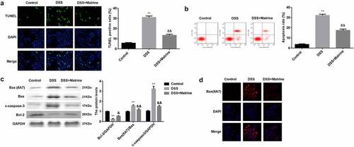 Figure 3. Matrine suppressed DSS-induced apoptosis of NCM460 cells. Cell apoptosis was assessed using (a) the TUNEL assay, and (b) flow cytometry. (c) The Bcl-2, Bax (6A7), Bax, and cleaved caspase-3 expression was measured by Western blot. (d) Bax (6A7) was examined using IF assay. **P < 0.01 vs. the control group. &P < 0.05 and &&P < 0.01 vs. the DSS group.