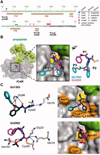 Figure 5. Binding mode of the cyanohydrazide inhibitors Gü1303 and Gü2602 in the active site of the activation intermediate of cathepsin K (iCatK). (A) The amino acid sequence of the full-length propeptide domain and the N-terminus of mature CatK (mCatK) are shown with secondary structure elements (H, α-helix; E, β-strand) (data absent in the iCatK structure are derived from the intact zymogen pCatK; PDB entry: 1BY8). Propeptide residues present or absent in the final crystallographic models of iCatK are in green or grey, respectively, residues of the catalytic domain are in black. The triangles above the sequence line indicate the N- and C-termini of the residual propeptid domain of iCatK, the N-termini of iCatK and mCatK catalytic domains as determined by the Edman sequencing and mass spectrometry (see the inset legend). The green dots show two residues of the propeptid of iCatK that form contacts with Gü2602. The position of the N-termini is indicated for pCatK and catalytic domains of iCatK/mCatK. (B) The zoomed-in view of the iCatK active site shows a superposition of Gü1303 and Gü2602 bound to the S1 to S3 subsites (corresponding inhibitor positions P1 to P3 are indicated). iCatK is displayed in surface representation, the catalytic domain is highlighted in grey, the residual propeptide domain in green, and the catalytic residues Cys25 and His162 in yellow and pink, respectively. Inhibitors are shown in stick representation with carbon atoms in cyan for Gü1303 and magenta for Gü2602; heteroatoms have a standard colour coding (O, red; N, blue; S, yellow). (C) Interaction of the inhibitors with the iCatK active site residues. Left panels: the hydrogen bond network formed between inhibitors and iCatK residues with the (dashed black lines). Inhibitors are coloured as in (B), and interacting enzyme residues are in grey; the side chain of the covalently linked catalytic cysteine residue Cys25 is depicted. Superimposed (black) are the same inhibitors from the structures of their complexes with mCatK (Figure 4). Right panels: the surface representation of the iCatK active site shows enzyme residues forming nonpolar interactions (highlighted in orange) with the inhibitors (in stick representation); both inhibitors are in the same orientation. The propeptide domain residues are highlighted in green.