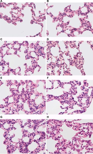 Figure 6 Morphological changes in the lungs of male Wistar rats tolerant and susceptible to hypoxia after 3, 6 and 24 hours of LPS administration.Notes: H&E staining. Original magnification: (A–H) 640×. (A) Rats tolerant to hypoxia, control group – few neutrophils in the field of view. (B) Rats susceptible to hypoxia, control group – few neutrophils in the field of view. (C) Rats tolerant to hypoxia, 3 hours LPS – thickened interalveolar septa with neutrophils, hyperemia. (D) Rats susceptible to hypoxia, 3 hours LPS – pronounced neutrophil infiltration in interalveolar septa, hyperemia. (E) Rats tolerant to hypoxia, 6 hours LPS – neutrophil infiltration in interalveolar septa, hyperemia. (F) Rats susceptible to hypoxia, 6 hours LPS – high number of neutrophils in interalveolar septa, hyperemia. (G) Rats tolerant to hypoxia, 24 hours LPS – interalveolar septa with neutrophils, hyperemia. (H) Rats susceptible to hypoxia, 24 hours LPS – interalveolar septa with neutrophils, hyperemia.Abbreviation: LPS, lipopolysaccharide.
