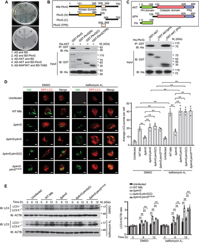 Figure 2. Mtb PknG promotes autophagy induction through interacting with host AKT. (A) Yeast two-hybrid assay for the interaction of PknG with AKT. Yeast strains were transformed with the indicated plasmids in which MAP3K7/TAK1-TAB2 interaction serves as a positive control. Top, low-stringency. Bottom, high stringency. (B) Affinity-isolation assay of His-tagged AKT (10 μg each) by GST-tagged PknG (20 μg) or its truncations (6 μg each). (C) Affinity-isolation assay of His-tagged PknG (15 μg each) by GST-tagged AKT (15 μg) or its truncations (8 μg). (D) Formation of RFP-LC3 (red) puncta in RFP-LC3-overexpressing U937 cells. Cells were uninfected or infected with the indicated Alexa FluorTM 488-labeled Mtb strains (green) at a MOI of 1 for 6 h. Scale bars: 5 μm (Left). Right, Mean number of LC3 puncta per cell. About 100 cells were counted and analyzed for each biological replicate. Data are shown as mean ± SEM of three independent experiments. ** P < 0.01 denotes significant differences between DMSO- and bafilomycin A1-treated cells infected with the same Mtb strain, as analyzed by two-way ANOVA and Sidak multiple comparisons test; ** P < 0.01 denotes significant differences among cells infected with different Mtb strains under DMSO or bafilomycin A1 treatment, as analyzed by two-way ANOVA and Tukey’s multiple comparisons test. (E) Immunoblotting of LC3 and total ACTB (loading control) in U937 cells. Cells were uninfected or infected with WT Mtb, ΔpknG, ΔpknG:pknG(C) or ΔpknG:pknGK181M strain at a MOI of 1 and treated with or without bafilomycin A1 (50 nM) for 0 − 12 h, and then were lysed and analyzed by immunoblotting (Left). Right, Densitometry of triplicate samples was performed for quantification, and the ratios of LC3-II to ACTB in the presence or absence of bafilomycin A1 were presented. Data are shown as mean ± SEM of three independent experiments. ** P < 0.01 denotes significant differences among cells infected with different Mtb strains at the indicated infection time points, as analyzed by two-way ANOVA and Tukey’s multiple comparisons test.