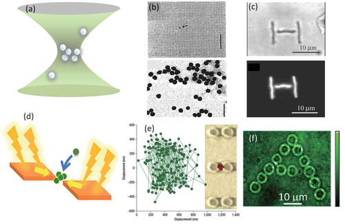 Figure 2. (a) Schematic illustration of nanoparticle trapping by a tightly focused laser beam. (b) Trapped single gold sphere of 36 nm diameter with a 5 μm scale bar (upper panel), and transmission electron micrograph of gold spheres with a 100 nm scale bar (lower panel). (Reprinted with permission from Ref [Citation51]. © The Optical Society.) (c) Optical transmission (upper panel) and fluorescence (lower panel) images of patterned and fixed polymer nanoparticles created by scanning with trapping and excitation laser beams. (Reprinted with permission from Ref [Citation23].) (d) Schematic illustration of nanoparticle trapping by a strongly localized electric field causing a gradient force at the metallic nanogap. (e) Brownian motion of 200 nm polystyrene beads in conventional laser trapping (left panel) is strongly reduced by the assistance of nanogaps between gold nanoparticles (right panel). (Reprinted with permission from Ref [Citation27].) (f) Fixing micropatterns of DNA on a substrate with gold nanogaps. Fluorescence micrograph of the letter ‘A’ constructed from 14 microrings of assembled DNA. (Reprinted with permission from Ref [Citation52].©American Chemical Society)