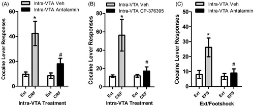 Figure 2. Effects of intra-VTA injections of CRF-R1 receptor antagonists on reinstatement by intra-VTA CRF delivery and footshock stress in LgA rats. CRF-R1 activation is necessary in the VTA for stress-induced reinstatement as bilateral injections of the CRF-R1 antagonist antalarmin (500 ng/side; 2A) or CP-376395 (500 ng/side; 2B) blocks reinstatement induced by bilateral intra-VTA delivery of CRF (500 ng/side). Bilateral injections of antalarmin (500 ng/side) also block reinstatement induced by electric footshock (EFS; 2C). In all cases, significant reinstatement was observed in rats pretreated with vehicle (*p < 0.05 versus Ext) but not CRF-R1 receptor antagonists and responding during reinstatement was significantly lower following CRF-R1 receptor antagonists compared to vehicle (#p < 0.05 versus Veh). This figure has been reproduced from Blacktop et al. (Citation2011) with permission.