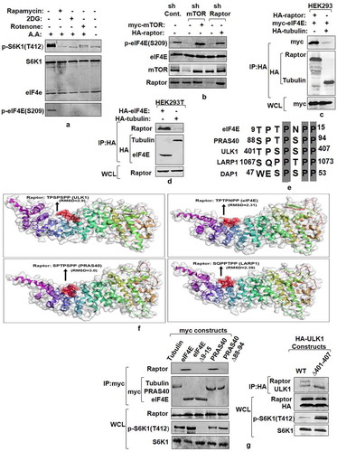 Figure 3. mTORC1 interacts with and phosphorylates eIF4E. (a and b) eIF4E phosphorylation is responsive toward mTORC1 input. Serum-stimulated Flag-S6K1 stable HEK293 cells were either lysed directly or after incubation with agents known to inhibit mTORC1 input (100 mM 2-Deoxy Glucose or 20 mM rotenone or 50 nM rapamycin for 30 minutes). Alternatively, mTORC1 inhibition was achieved by growing cells in amino acid free media (EBSS). The lysates obtained were immunoblotted and analyzed for phospho-eIF4E levels (a). HEK293 cells were infected either with mTOR or raptor shRNAs to generate respective knockdown cell lines. Scrambled shRNA was used as control. Additionally, 1 µg each of myc-mTOR and HA-raptor encoding plasmids were respectively transfected in mTOR and raptor shRNA cell lines to rescue their knock down effects. The cells were grown in serum supplemented DMEM media for 60 hours after transfection. Cells were lysed in ice-cold lysis buffer. The lysates obtained were immunoblotted and analyzed for phospho-eIF4E levels (b). (c and d) eIF4E interacts with mTORC1 adaptor protein, raptor. HA-Raptor and myc-eIF4E interact in transfected HEK293 cells. Shown are the levels of myc-eIF4E (top) and HA- Raptor and myc- tubulin (middle) in anti- HA immunoprecipitates prepared from HEK293 cells transfected with 1 µg of a plasmid encoding myc-eIF4E and 1 µg of one encoding either HA- Raptor or HA- tubulin (c). Endogenous Raptor (top) interacts with HA-eIF4E but not tubulin (bottom). Anti-HA immunoprecipitates were prepared from HEK293T cells transfected with 1 µg of either HA-eIF4E or HA-tubulin encoding plasmid (d). (e-g) eIF4E and other mTORC1 substrates interact with raptor through a novel consensus sequence motif. Representation of a novel raptor binding motif present across various mTORC1 substrates (e).Flexible protein peptide docking conducted through CABS-doc webserver represents the binding potential of the raptor with sequence motifs corresponding to ULK1, eIF4E, PRAS40 and LARP1 (f). HEK293T cells were transfected with Wild type myc-eIF4E, myc-PRAS40, HA-ULK1 and their truncation mutants, lacking potential raptor binding region. 60 hours post transfection, cells were lysed and the lysates obtained were subjected to myc and HA IP, as indicated and analyzed for endogenous raptor levels (g)