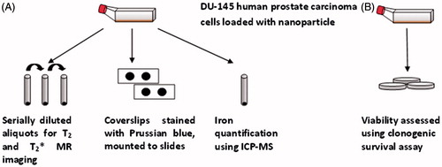 Figure 1. Schematic depiction of the experimental design.