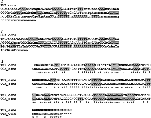 Figure 2. (a) Consensus sequences of IMO-TaqI satDNA repeats from Trogonophis wiegmanni (TWI) and (b) Gallotia galloti (GGA), (c) Alignment of IMO-TaqI consensus sequences from T. wiegmanni and G. galloti. Highlighted in grey, stretches of A/T characterizing the repeats. *s indicate matches between the two sequences.