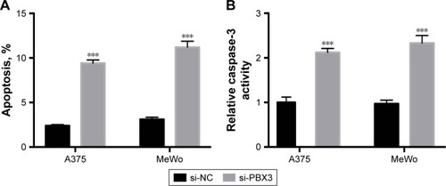 Figure 6 Knockdown of pre-B-cell leukemia transcription factor 3 (PBX3) promotes apoptosis in melanoma cells. Melanoma A375 and MeWo cells were transfected with negative control siRNA (si-NC) or siRNA against PBX3 (si-PBX3) for 24 hours. (A) Cell apoptosis rates were analyzed. (B) Caspase-3 activity was analyzed. (C) Total lysates were subjected to Western blot analysis with the indicated antibodies. (D) Western blot results were quantitatively analyzed. Data are presented as mean ± SD (n=3). All experiments were performed three times, and representative images are presented. **P<0.01, ***P<0.001.