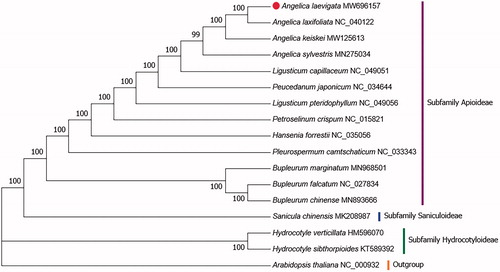 Figure 1. The phylogenetic tree was constructed based on whole chloroplast genome sequences of 16 Umbelliferae species and Arabidopsis thaliana as outgroup by Neighbor-Joining(NJ) method with bootstrap values from 1,000 replicates. 