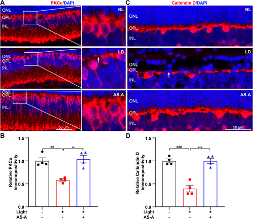 Figure 5 AS-A protects against bright light-induced morphological impairment of bipolar and horizontal cells. Eyes were enucleated from the indicated treatment groups 7 d after bright light exposure. (A and C) IHC was performed to examine the retinal expression of PKCα (A) and calbindin D (C) (in red). DAPI (in blue) was counterstained. (B and D) The immunopositivity of PKCα and calbindin D in the OPL was quantified using ImageJ and presented as the relative immunopositivity against that from NL. White arrow points to impaired dendrites of bipolar cells (A) and diminished axonal terminals of horizontal cells (C). Data were expressed as mean±S.E.M (n=4 per group). ## Compared to that from NL, P<0.01; ### compared to that from NL, P<0.001; ** compared to that from LD, P<0.01; *** compared to that from LD, P<0.001.