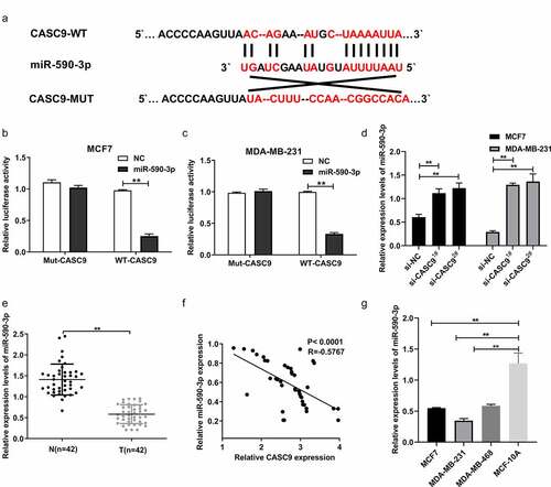 Figure 4. miR-590-3p as a CASC9 candidate target