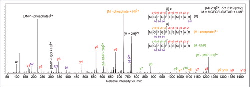 Figure 2. UV-crosslinking occurs between Phe55 of the LIN28A CSD and Uridine-11 of the preEM-let-7f terminal loop. Targeted tandem mass spectra identifying product ions that confirm the MGFGFLSMTAR peptide and locate the crosslinked residue as being Phe55; a uridine monophosphate was identified as the nucleotide covalently bound at Phe55.