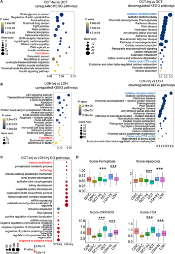 Figure 2 The levels of ferroptosis increased in DCT-Inj and LOH-Inj. (A) DCT-Inj upregulated and downregulated KEGG pathways compared to DCT. (B) LOH-Inj upregulated and downregulated KEGG pathways compared to LOH. (C) GO pathways enriched in DCT-inj compared to LOH-inj. (D) Ferroptosis, apoptosis, oxidative phosphorylation (OXPHOS) and tricarboxylic acid cycle (TCA) scores of distal renal tubule cells. The pathways in red are upregulated KEGG pathways of interest, and pathways in blue are downregulated KEGG pathways of focus. ***P < 0.001 as determined by one-way ANOVA. Data represent mean ± SEM.