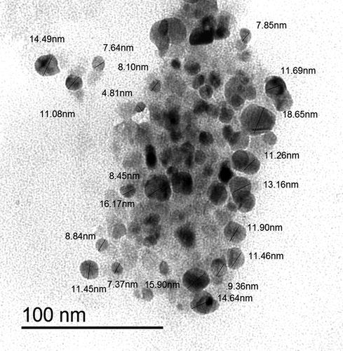 Figure 1. Transmission electron micrographs of ZnO NPs showing their shape and their size ranged from 7 to 15 nm.