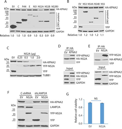 Figure 4. ZIKV NS2A protein induces KPNA2 reduction. (A and B). Identification of the ZIKV protein that causes KPNA2 reduction. HEK293 cells were co-transfected with the plasmids encoding the individual ZIKV proteins and HA-KPNA2. The cells were harvested for WB at 48 h post-transfection. Molecular weight markers are indicated on the left. Relative KPNA2 levels are shown below the images. EV: empty vector. (C) Dose-dependent reduction of KPNA2 by NS2A. HEK293 cells were co-transfected with HA-KPNA2 and NS2A plasmids. (D) KPNA2 is present in NS2A co-IP precipitates while YFP from the empty vector (EV) control is absent. HEK293 cells were co-transfected with HA-NS2A and YFP-KPNA2 plasmids. The input of cell lysate is included for control. (E) NS2A is present in KPNA2 co-IP precipitates. HEK293 cells were co-transfected with YFP-NS2A and HA-KPNA2 plasmids. (F) NS2A has minimal effect on the KPNA2 level in HEK293 cells with LAMP2A knockdown. HEK293 cells were transfected with control shRNA (C-shRNA) or shLAMP2A plasmids for 48 h and passaged. The transfection and passaging were repeated for three times before the cells were used for co-transfection with NS2A and KPNA2 plasmids. EV was included as a control. (G) NS2A expression in HEK293 cells has minimal effect on cell viability