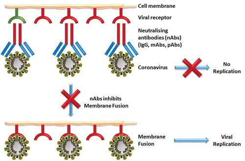 Figure 2. Schematic representation of neutralizing antibodies (nAbs) inhibiting viral membrane fusion and preventing replication