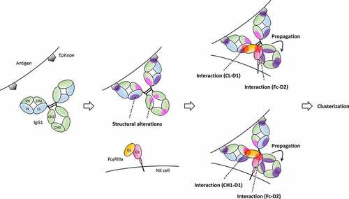 Figure 6. Proposed binding model based on our HDX-MS and XL-MS analyses with previous reports.Citation21–24,Citation37 The light chains of IgG are shown in blue, the heavy chains of IgG in green, D1 of FcγRIIIa in Orange, D2 of FcγRIIIa in pink and antigens in dark gray. Antigen-binding to IgG causes structural alterations in CL (purple-filled circles). In addition, structural alterations to CH1, CH2 and CH3 (magenta-filled circles) in addition to CL were also caused by antigen-binding depending on antigen types. Then, IgG interacts with FcγRIII through both Fab and Fc. Fab has two different patterns of interaction with FcγRIII, CL-FcγRIII and CH1-FcγRIII interactions. IgG-FcγRIII interaction is associated with structural changes to Fc that propagate from CH2 to CH3 to mediate clusterization of the IgG-FcγRIII complex on the cell surface.