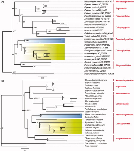 Figure 1. Phylogenetic relationships based on 13 mitochondrial protein-coding genes in Zygoptera. Branches with green background indicate core Coenagrionidae and branches with blues background represent ridge-faced Coenagrionidae. Nodal values indicate (A) bootstrap support values in ML tree and (B) the posterior probabilities in Bayes tree.