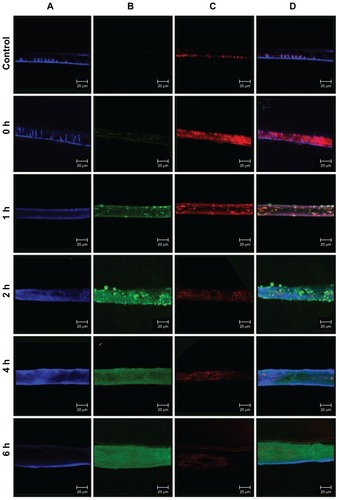 Figure 7 Confocal laser scanning imaging of Transwell membrane of Caco-2 incubated with positively charged FITC-BSA-loaded ChS-CS nanoparticles at 37°C for hours 0, 1, 2, 4, and 6 (from top to bottom) as described in the Methods section. (A) Cell nucleus stained with TO-PRO-3 iodide (blue part), (B) FITC-BSA-loaded ChS-CS nanoparticles (green part), (C) cell membrane stained with BoDiPY-phalloidin (red part), and (D) merged A, B, and C pictures.Note: Scale bar 20 μm.Abbreviations: BSA, bovine serum albumin; ChS, chondroitin 4-sulfate sodium salt; CS, chitosan; FITC, fluorescein isothiocyanate.