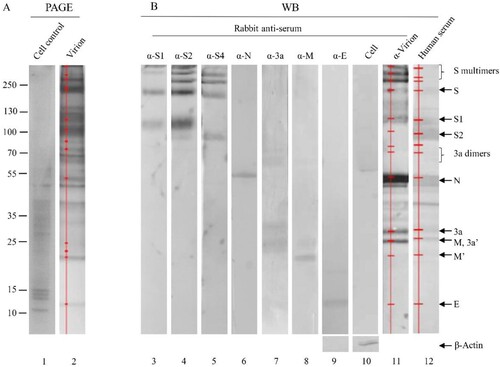 Figure 2. Identification of viral proteins in an inactivated, whole virion vaccine. (A) The proteins were separated by 4-20% of gradient SDS-PAGE and silver stained. (B) The separated proteins were transferred to Nitrocellulose membrane for WB using human convalescent serum and rabbit antisera against virion and individual proteins as indicated on the top. 3a′, cleaved; M′, unglycosylated. Protein profiles in PAGE (Lane 2) and WB (Lanes 11 and 12) were scanned (Red lines and dots). Mouse α-β-Actin mAb was used as loading controls. Molecular weight markers are indicated on the left in kilodaltons and proteins are indicated by the arrows on the right. The experiments were repeated 10 times at least.
