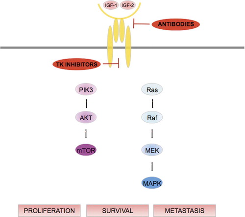Figure 3. Binding of IGF-1 to its receptor triggers the autophosphorylation of the latter and leads to activation of different signaling cascades through the phosphatidylinositol 3-kinase/AKT and ras/raf/mitogen-activated protein/extracellular signal-regulated kinase pathways. The IGF pathway thus modulates cell proliferation, survival and metastasis.