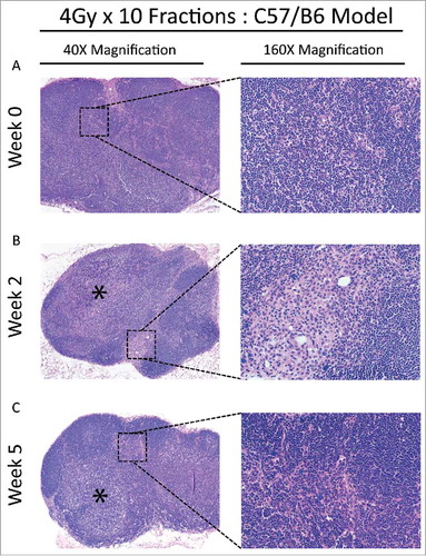 Figure 4. (A) Baseline lymph node assessment for the C57 BL/6 strain treated with the 4 Gy x 10 fractions at 40X and 160X magnification, showing typical LN at baseline. (B) End of treatment lymph node assessment for the C57 BL/6 strain treated with the 4 Gy x 10 fractions. Lymphoid architecture is distorted by a paracortical expansion with a mixed lymphohistiocytic composition (40X, *) and there are prominent aggregates of hilar histiocytes (160X). (C) Recovery lymph node for the C57 BL/6 strain treated with the 4 Gy x 10 fractions. Vaguely nodular, histiocyte-rich paracortical expansions remain prominent (40X, *) with some histiocytes and fibrosis adjacent to organized lymphoid follicles (160X).