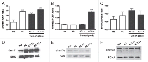 Figure 2 DNA methyltransferase expression is altered during melanoma genesis. The mRNA expression of Dnmt1 (A) Dnmt3a (B) and Dnmt3b (C) was quantified by real time RT-PC R in cell lines representing different stages of malignant transformation of melan-a melanocytes. The charts represent the averages of three independent experiments. For statistical analysis a non-parametric One-way ANOVA test followed by post-hoc test Tukey was used. The significance was established at p < 0.05. The total protein level of these enzymes was evaluated by western blot, using specific antibodies (Imgenex) for Dnmt1 (D), Dnmt3a (E) and Dnmt3b (F). The expression of Erk, nucleolin (C23) and Pcna was used as an internal control of protein extracts. Gel images are representing one of three biological replicates. Ma: non-tumorigenic melan-a melanocyte lineage; 4C: pre-malignant melanocyte lineage; 4C11−: non-metastatic melanoma cell line and 4C11+: metastatic melanoma cell line. **p < 0.01; ***p < 0.001.
