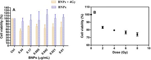 Figure 10 (A) Cell viability assay using MTT after 24 h treatment of KB cells with various doses of 50nm BNPs and KB cells treated with various doses of 50nm BNPs for 24 h and exposed to 4Gy X Ray dose (B) KB cells treated with various doses of X-ray (0,2,4,6, and 8 Gy). Cell viability is expressed as % cell viability ± SD between (n=3).