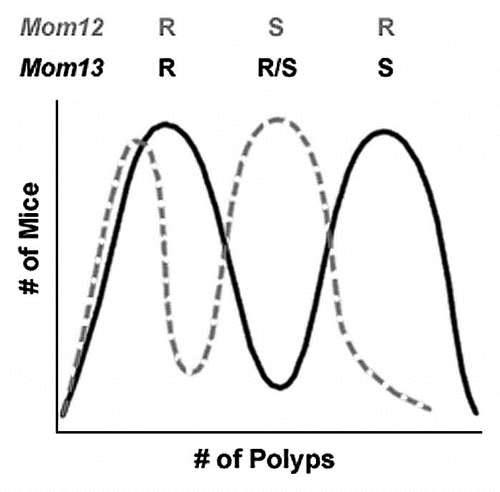 Figure 6 Representation of the effects of Mom12 and Mom13 on intestinal tumorigenesis. the effect of Mom12 on polyp number is represented by the dashed gray curve. the effect of Mom13 is represented by the black curve. Both modifiers individually have an apparent bimodal distribution. Mice with resistant alleles of both modifiers develop the same number of polyps as B6 ApcMin/+ controls. Mice carrying a susceptible allele at either Mom12 or Mom13 have increased polyp numbers. Mice carrying susceptible alleles at both modifier loci have the Mom12 phenotype. Expected genotypes for each modifier locus are listed above the phenotypic groups. (R, resistant allele; S, susceptible allele).