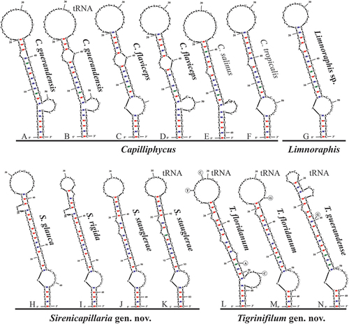 Fig. 50. The 16S–23S rRNA ITS sequence secondary structures of the D1-D1ʹ of four cyanobacterial genera (Capilliphycus, Limnoraphis, Sirenicapillaria, Tigrinifilum) presented in this work. Nonbolded taxa represent previously published data. A: C. guerandensis BLCC-M76 & BLCC-M92. B: C. guerandensis BLCC-M79 & BLCC-M92 with tRNA. C: C. flaviceps BLCC-M53. D: C. flaviceps BLCC-M137 with and without tRNA. E: C. salinus. F: C. tropicalis. G: Limnoraphis sp. BLCC-F19 & BLCC-F23 with and without tRNA. H: S. glauca BLCC-M125. I: S. rigida BLCC-M116 & BLCC-M134 with and without tRNA. J: S. stauglerae BLCC-M121, BLCC-M122, BLCC-M123, & BLCC-M138. K: S. stauglerae BLCC-M121 with tRNA. L: T. floridanum BLCC-M48, BLCC-M50 clone A, BLCC-M57 clone C, BLCC-M66 clone B, BLCC-M77 clone C, BLCC-M87 clone C, BLCC-M107, BLCC-M118 clone B, BLCC-M119 clone B, & BLCC-M120 clones A & B, with tRNA. M: T floridanum BLCC-M50, BLCC-M57 clones A & B, BLCC-M66 clones A & C, BLCC-M73, BLCC-M87 clones A & B, BLCC-M118 clones A & C, BLCC-M119 clone C, & BLCC-M120 clone C, with tRNA. N: T. guerandensis BLCC-M99, with tRNA.