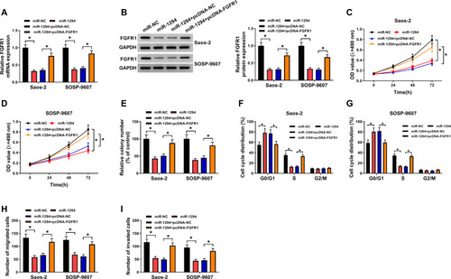 Figure 6 FGFR1 was involved in the regulation of miR-1294 on OS progression. Saos-2 and SOSP-9607 cells were transfected with miR-NC, miR-1294, miR-1294 + pcDNA-NC or miR-1294 + pcDNA-FGFR1, respectively. (A and B) The mRNA and protein expression of FGFR1 was determined using qRT-PCR and WB analysis. (C–E) The proliferation of Saos-2 and SOSP-9607 cells was evaluated using MTT assay and colony formation assay. (F and G) The cell cycle distribution of Saos-2 and SOSP-9607 cells was examined using flow cytometry. (H and I) The migration and invasion abilities of Saos-2 and SOSP-9607 cells were detected using transwell assay. *P < 0.05.Abbreviations: OS, osteosarcoma; NC, negative control; GAPDH, glyceraldehyde 3-phosphate dehydrogenase; OD, optical density; G0/G1, DNA synthesis prophase; S, DNA synthesis phase; G2/M, DNA synthesis anaphase/cell division phase; MTT, 3-(4,5-dimethyl-2-thiazolyl)-2, 5-diphenyltetrazolium bromide; WB, Western blot; qRT-PCR, quantitative real-time polymerase chain reaction.