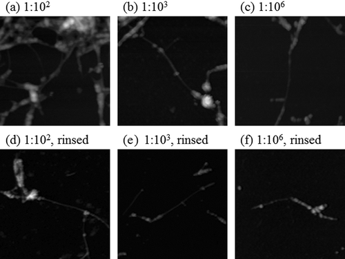 Figure 4. Magnified AFM images of dialyzed SDS-SWNT hybrids on AP-mica. (a, d) The volume ratio of dispersion to water in dialysis was 1:102. (b, e) The volume ratio of dispersion to water in dialysis was 1:103. (c, f) The volume ratio of dispersion to water in dialysis was 1:106. Cases (a) to (c) and (d) to (f) were not rinsed and rinsed with water before drying, respectively. Scan size of the images was 500 nm × 500 nm.