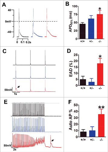 Figure 2. Exon 33+/− cardiomyocyte did not show any signs of abnormal excitations. (A) AP waveforms recorded from WT (black), exon 33+/− (blue) and exon 33−/− (red) cardiomyocytes. (B) APD after 90% of repolarization (APD90%) from WT (n = 11 cells), exon 33+/− (n = 14 cells) and exon 33−/− (n = 16 cells) (*P<0.05 vs. WT, unpaired t test). (C and D) Detection of EADs in cardiomyocytes of WT (n = 73 cells, 17 mice), exon 33+/− (n = 24 cells, 5 mice) or exon 33−/− mice (n = 73 cells, 16 mice) at a 0.5-Hz pacing rate. (P = 0.0139 one-way ANOVA; *P<0.05 vs. WT, Bonferroni post hoc test). (E and F) Detection of autonomous APs in cardiomyocytes from WT (n = 73 cells, 17 mice), exon 33+/− (n = 24 cells, 5 mice) and exon 33−/− (n = 73 cells, 16 mice) a 5-Hz pacing rate (P = 0.0052, one-way ANOVA; **P<0.01 vs. WT, Bonferroni post hoc test).