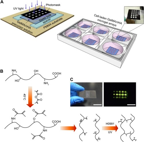 Figure 1 Schematic representations of GelMA/nHA microgel arrays fabrication method.Notes: (A) GelMA hydrogel precursor mixed with nHA nanoparticles were polymerized by exposing to UV light through pre-patterned photomask. (B) Synthesis of methacrylated gelatin precursor and gelation of GelMA by UV exposure and photoinitiator. (C) GelMA microgel array. Scale bar: 2 cm (left), 5 mm (right).Abbreviations: GelMA, gelatin methacrylate; nHA, nanohydroxylapatite; PMMA, polymethyl methacrylate; UV, ultraviolet.