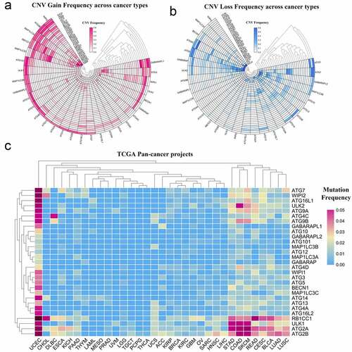 Figure 1. Panoramic view of the mutation of autophagy-related genes in pan-cancer. (a) Copy number variation gain frequency across cancer types. The redder the color, the higher the mutation frequency of the corresponding molecule in corresponding cancer. (b) Copy number variation loss frequency across cancer types. The bluer the color, the higher the loss frequency of the corresponding molecule in corresponding cancer. (c) Single nucleotide variation in pan-cancer. As the frequency of the mutation increases, the color on the small square changes from blue to red