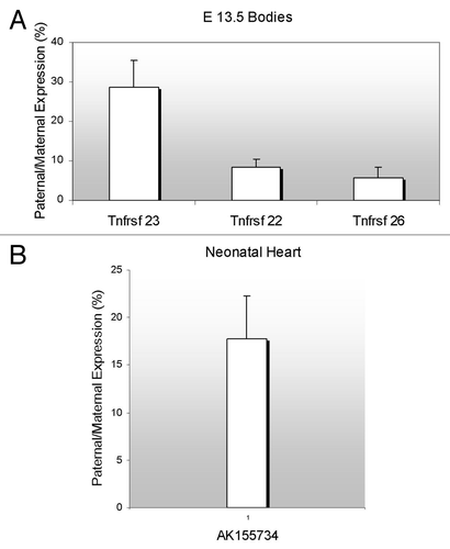 Figure 3. Parent-of-origin expression pattern of murine Tnfrsf genes and the antisense AK155734. (A) RNAs from F1 hybrid E13.5 were subjected to RT-PCR and restriction digests. Allele-specific bands were quantified and the ratio of paternal to maternal transcript was determined. (B) Neonatal heart RNAs from F1 hybrid mice were subjected to RT-PCR and restriction digests, as in A, and allelic ratios were determined. For both (A and B), the results of progeny of C57BL/6J x B6(CAST7) crosses are shown. The reciprocal crosses yielded similar results.