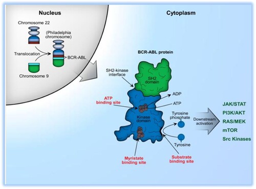Figure 3. BCR – ABL fusion gene oncogenesis leading to activation of different cellular processes and CML pathogenesis [Citation34].