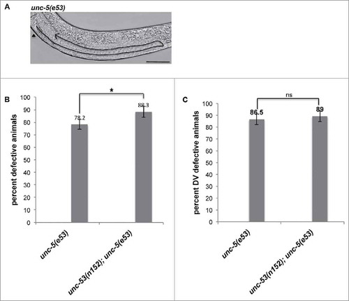 Figure 3. (A) Representative DIC micrograph of unc-5(e53) L4 stage animals with anterior and midbody () on the left, displaying DTC phase 2 DV defect. Scale bar: 50 μm. (B) L4 stage animals were assessed for DTC migration defects using DIC microcopy as described in Materials and Methods. The bars represent percentage of animals with misshaped gonad arms. (C) The graph shows the percentage of animals exhibiting DTC phase 2 DV defects. Statistical analysis used TTEST. *p < 0.05, **p < 0.005, and ***p < 0.0005.