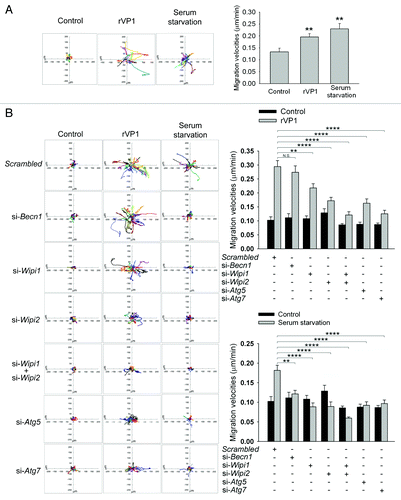 Figure 5. rVP1 regulated macrophage migration via BECN1-independent and WIPI1/WIPI2-dependent autophagy. Trajectories of cells in response to different treatments were measured by time-lapse microscopy as described in Materials and Methods and displayed in diagrams drawn with the initial point of each trajectory placed at the origin of the plot. (A) rVP1 and serum starvation induced macrophage migration. Time-lapse microscopy experiments were performed to obtain serial phase-contrast images every 15 min for 22 h. Trajectories (left panel) and migration velocity (right panel) of RAW264.7 cells treated with control medium, 4 μM rVP1 or serum starvation were displayed after 22 h of time-lapse. Data represent means ± SEM of migration velocities of 20 cells with different treatments; **p < 0.01. (B) Knockdown of WIPI1, WIPI2, ATG5 and ATG7 but not BECN1 attenuated rVP1-induced macrophage migration. RAW264.7 cells were transfected with siRNAs of scrambled, Becn1, Atg5, Atg7, Wipi1, Wipi2 and Wipi1 plus Wipi2 as indicated before treatment of 4 μM rVP1 or serum starvation. Trajectories and migration velocities of cells were displayed after 22 h of time-lapse. Data represent means ± SEM of migration velocity of 20 cells transfected with scrambled or target siRNA in response to rVP1 (top panel) or serum starvation (bottom panel); **p < 0.01, ****p < 0.0001, N.S., not significant.