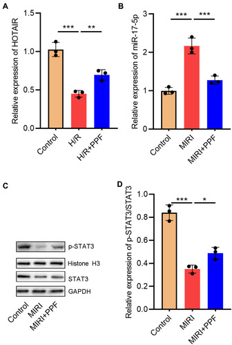 Figure 2 The effects of PPF on HOTAIR, miR-17-5p, and STAT3 expressions in H9c2 cells. (A and B) The expression levels of HOTAIR and miR-17-5p in H9c2 cells were detected by qRT-PCR (N=3). (C and D) Western blot was used to detect the expressions of STAT3 and p-STAT3 in H9c2 cells (N=3). * P<0.05, ** P<0.01 and *** P<0.001.